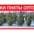 &#5129; 100% Куплю Живые Елки Пихты? Новогодняя Ель Сосна Оптом Цена Лесхоз (Новосибирск )